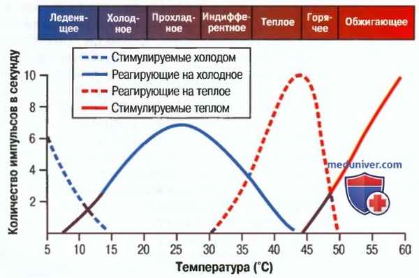 Реагирует на холодное. Адаптация температурных рецепторов. Температурная стимуляция. Температурный Рецептор реагирующий на холод. Стимуляция тепловых рецепторов.