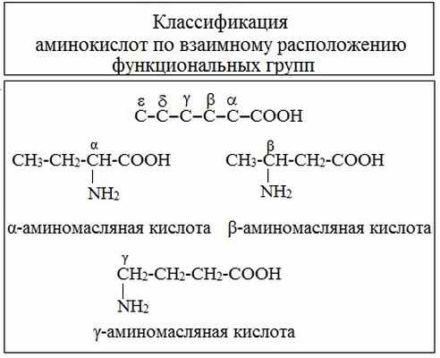 Какие функциональные группы аминокислот. Ациклические (алифатические) аминокислоты. Классификация аминокислот по функциональным группам. Электрохимическая классификация аминокислот. Классификация аминокислот по расположению аминогруппы.