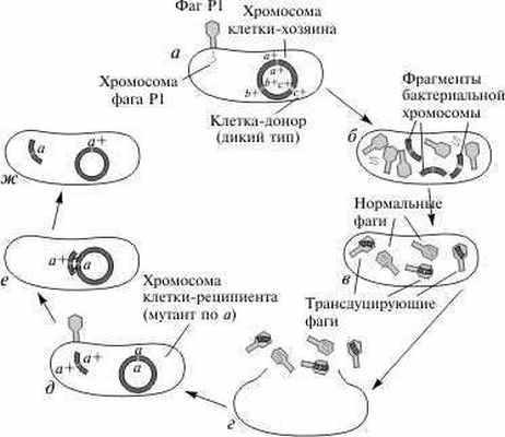 Схема трансдукция у бактерий