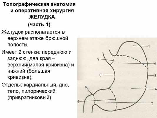 Топографическая анатомия и оперативная хирургия учебник. Топография анатомия и Оперативная хирургия. Топографическая анатомия желудка. Операции топографическая анатомия. Границы желудка анатомия.