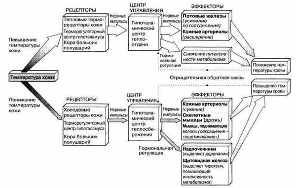 Схема функциональной системы терморегуляции