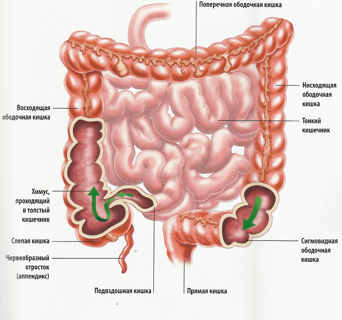 Строение кишечника человека схема с названиями у женщин фото и названия