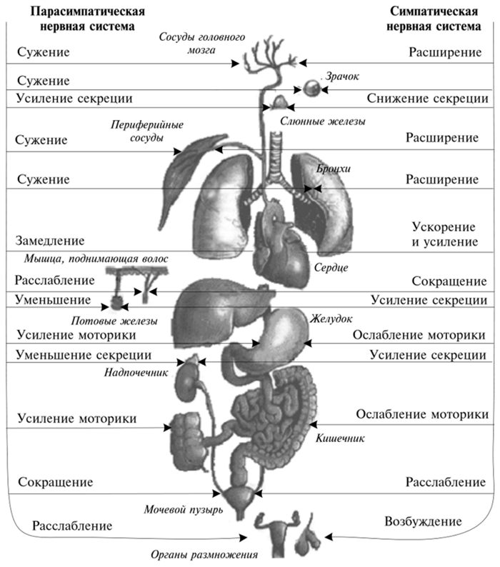 Висцеральная схема. ИНТЕРОРЕЦЕПТИВНЫЙ анализатор физиология. Интероцептивный анализатор схема. Проводниковый отдел висцерального анализатора. Висцеральная сенсорная система схема.