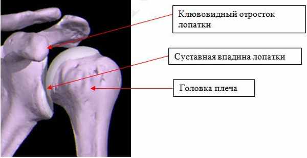 Суставная ямка