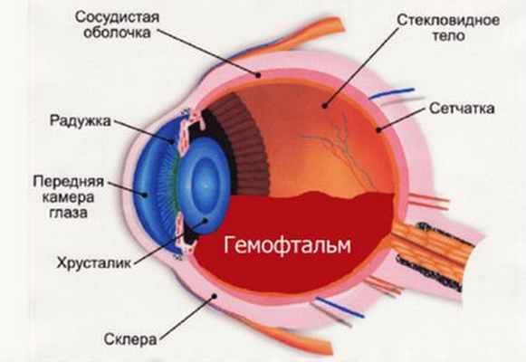 Какой цифрой на рисунке обозначена белочная оболочка глаза