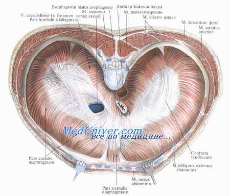 топография диафрагмы