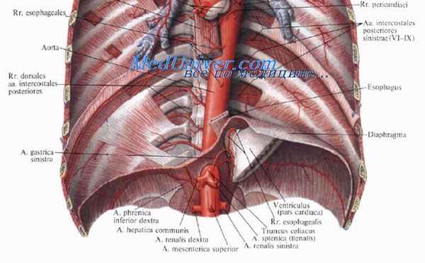 кровоснабжение диафрагмы