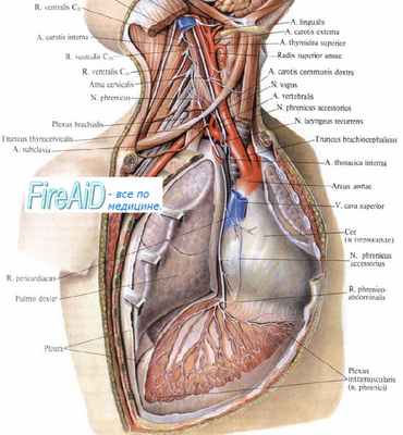 топография диафрагмального нерва