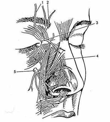 Иннервация носа. Иннервация носа анатомия. Иннервация полости носа анатомия. Иннервация наружного носа. Иннервация слизистой носа.
